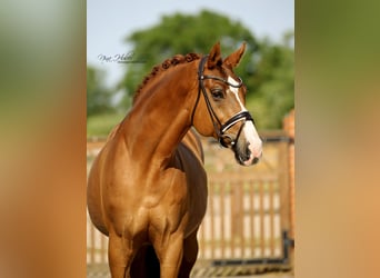 Caballo de Holstein, Caballo castrado, 13 años, 172 cm, Alazán