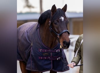 Caballo de Holstein, Caballo castrado, 13 años, 173 cm, Castaño rojizo