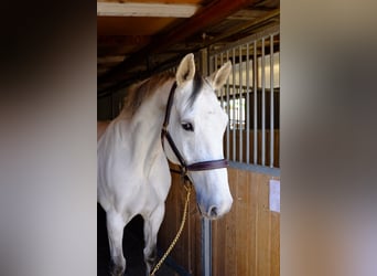 Caballo de Holstein, Caballo castrado, 13 años, 173 cm, Tordo