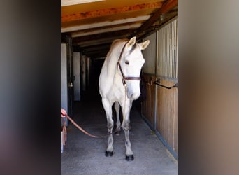 Caballo de Holstein, Caballo castrado, 13 años, 173 cm, Tordo