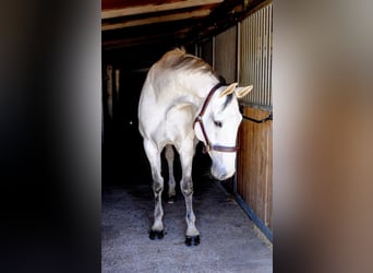 Caballo de Holstein, Caballo castrado, 13 años, 173 cm, Tordo