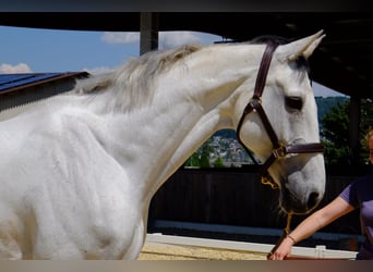 Caballo de Holstein, Caballo castrado, 13 años, 173 cm, Tordo