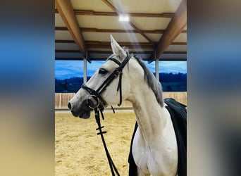 Caballo de Holstein, Caballo castrado, 13 años, 173 cm, Tordo