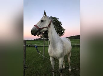 Caballo de Holstein, Caballo castrado, 13 años, 173 cm, Tordo rodado