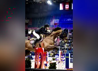 Caballo de Holstein, Caballo castrado, 13 años, 174 cm, Castaño rojizo