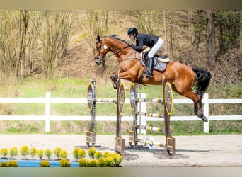Caballo de Holstein, Caballo castrado, 13 años, 174 cm, Castaño rojizo