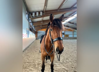 Caballo de Holstein, Caballo castrado, 13 años, 175 cm, Castaño