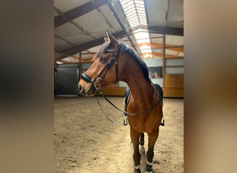 Caballo de Holstein, Caballo castrado, 13 años, 175 cm, Castaño