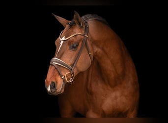 Caballo de Holstein, Caballo castrado, 13 años, 175 cm, Castaño oscuro