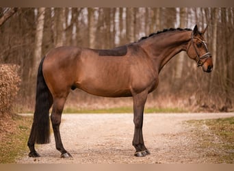 Caballo de Holstein, Caballo castrado, 13 años, 175 cm, Castaño oscuro