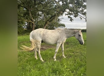 Caballo de Holstein, Caballo castrado, 13 años, Tordo