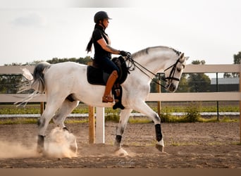 Caballo de Holstein, Caballo castrado, 14 años, 157 cm, Tordo