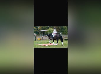 Caballo de Holstein, Caballo castrado, 14 años, 162 cm, Castaño oscuro