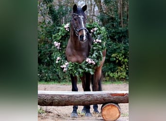 Caballo de Holstein, Caballo castrado, 14 años, 163 cm, Castaño