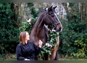 Caballo de Holstein, Caballo castrado, 14 años, 163 cm, Castaño