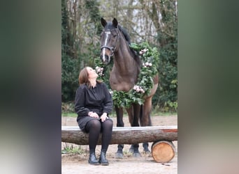 Caballo de Holstein, Caballo castrado, 14 años, 163 cm, Castaño