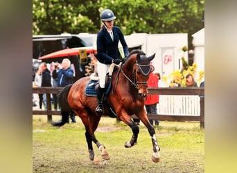 Caballo de Holstein, Caballo castrado, 14 años, 165 cm, Castaño