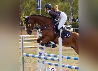 Caballo de Holstein, Caballo castrado, 14 años, 165 cm, Castaño