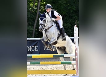 Caballo de Holstein, Caballo castrado, 14 años, 165 cm, Tordo