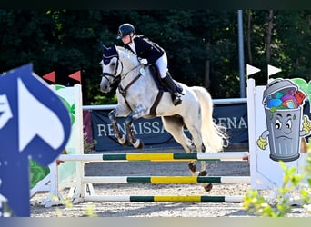 Caballo de Holstein, Caballo castrado, 14 años, 165 cm, Tordo