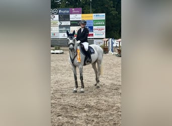 Caballo de Holstein, Caballo castrado, 14 años, 165 cm, Tordo