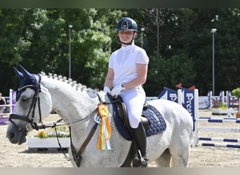 Caballo de Holstein, Caballo castrado, 14 años, 165 cm, Tordo