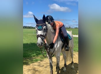 Caballo de Holstein, Caballo castrado, 14 años, 165 cm, Tordo