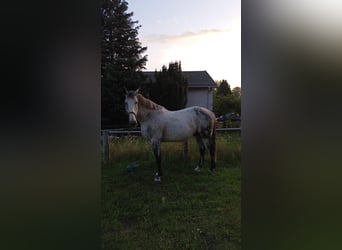Caballo de Holstein, Caballo castrado, 14 años, 165 cm, Tordo picazo