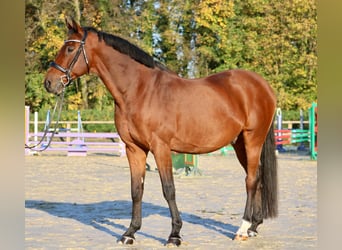 Caballo de Holstein, Caballo castrado, 14 años, 167 cm, Castaño