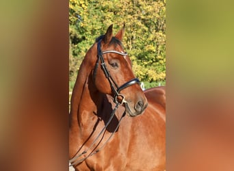 Caballo de Holstein, Caballo castrado, 14 años, 167 cm, Castaño