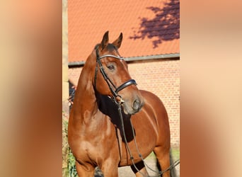 Caballo de Holstein, Caballo castrado, 14 años, 167 cm, Castaño