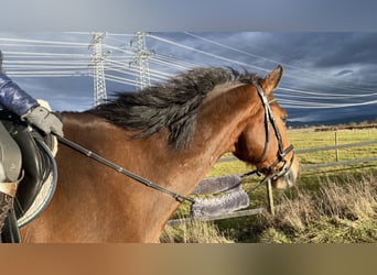 Caballo de Holstein, Caballo castrado, 14 años, 168 cm, Castaño