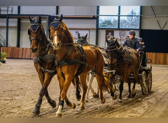 Caballo de Holstein, Caballo castrado, 14 años, 170 cm, Castaño