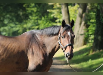 Caballo de Holstein, Caballo castrado, 14 años, 170 cm, Castaño