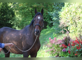 Caballo de Holstein, Caballo castrado, 14 años, 170 cm, Castaño