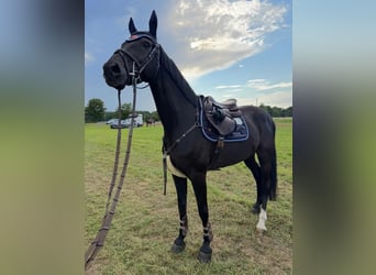 Caballo de Holstein, Caballo castrado, 14 años, 170 cm, Negro