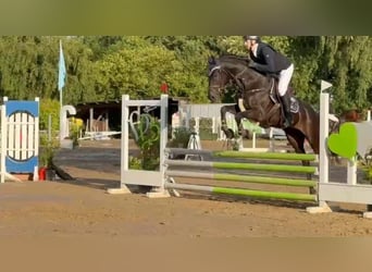 Caballo de Holstein, Caballo castrado, 14 años, 170 cm, Negro