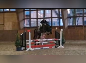 Caballo de Holstein, Caballo castrado, 14 años, 170 cm, Negro