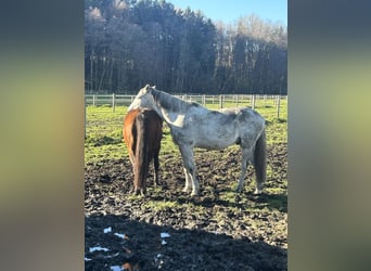 Caballo de Holstein, Caballo castrado, 14 años, 170 cm, Tordo