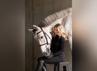 Caballo de Holstein, Caballo castrado, 14 años, 170 cm, Tordo