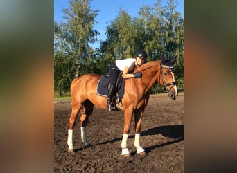 Caballo de Holstein, Caballo castrado, 14 años, 172 cm, Alazán