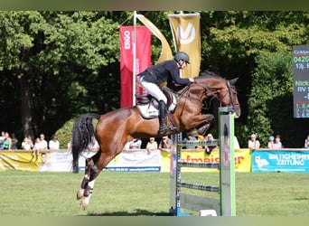 Caballo de Holstein, Caballo castrado, 14 años, 172 cm, Castaño