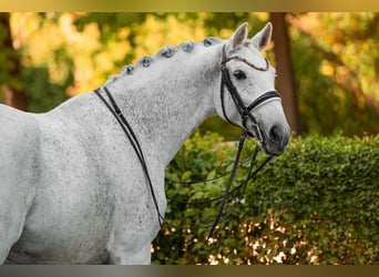 Caballo de Holstein, Caballo castrado, 14 años, 172 cm, Tordo