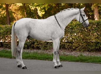 Caballo de Holstein, Caballo castrado, 14 años, 172 cm, Tordo