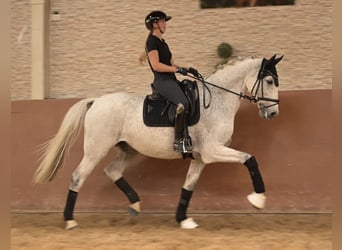 Caballo de Holstein, Caballo castrado, 14 años, 172 cm, Tordo