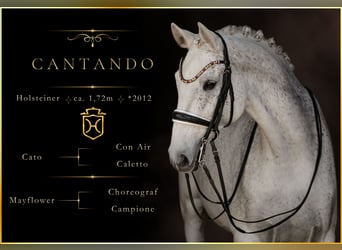Caballo de Holstein, Caballo castrado, 14 años, 172 cm, Tordo