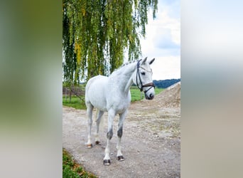 Caballo de Holstein, Caballo castrado, 14 años, 172 cm, Tordo picazo