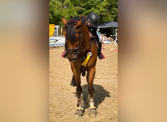 Caballo de Holstein, Caballo castrado, 14 años, 173 cm, Castaño