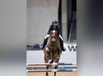 Caballo de Holstein, Caballo castrado, 14 años, 173 cm, Castaño