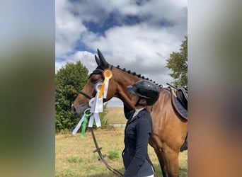 Caballo de Holstein, Caballo castrado, 14 años, 173 cm, Castaño